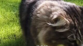 cat video