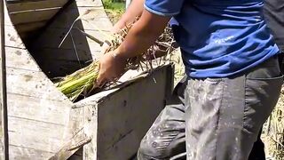 Alat panen padi manual