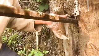 Honey farmers are harvesting