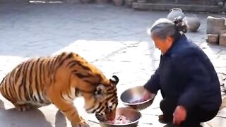 Grandma Casually Feeds Tiger Like Her Own Cat