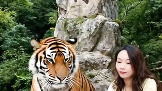 Relaxing with a Tiger! This Girl Has Coffee with the King of the Jungle