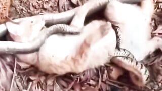 help for cats