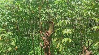 Kebun belakang rumah