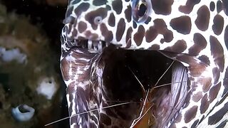 The Leopard Moray Eel A Fierce Predator with a Secret Friendship