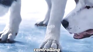This dog is not thirsty at all, but hogs the only water source!