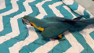 Whatsapp 971551062568 where to buy weed, marijuana , kush, Cocaine, Heroin and Shrooms in UAE, Dubai, Abu Dhabi, Sharjah, Ajman, Al Ain