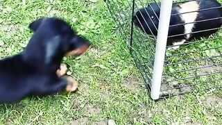 WhatsApp 96871321604 Buy weed in Muscat,Oman,Rustaq,Mutrah, Buy weed in Sohar, Buy weed in Bawshar