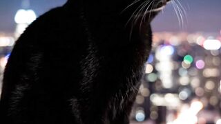 The Ultimate Sad Cat Vibe Check