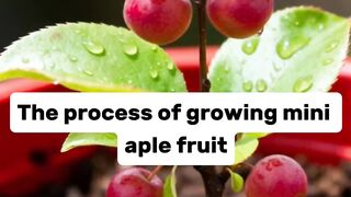 The Process Of Growing Mini apple Fruit