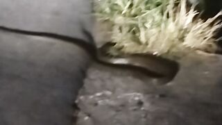 ular siluman berkepala 7