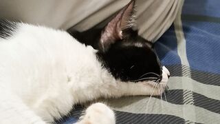 Cute cat