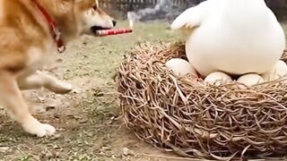 A Mischievous Dog Sets Off Firecrackers in a Gooses Nest!