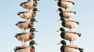 Chinese Woman Riding a Horse on a Stack of Ducks?!