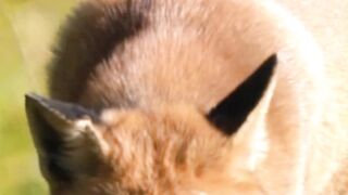 This Canid Is Smarter Than Your Dog?