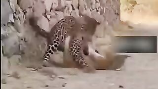 The silliness of cats makes us laugh out loud