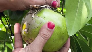 Blacksapote fruit