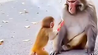 This impudent child, what a monkey