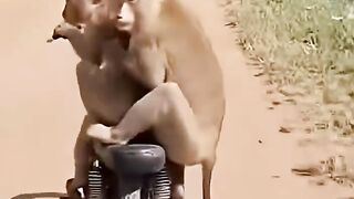Two cute monkeys
