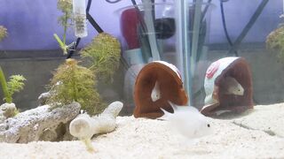 Polar Blue Parrot Cichlid