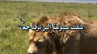 كلمة و معنى