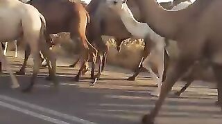 Camal traffic