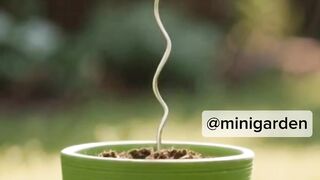 Mini Grape Growth Process