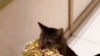 please there is a thief hahaha