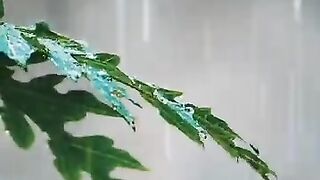 Rain sound