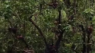Kicau Burung di Alam Liar