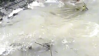 Menangkap ikan bersama - fish