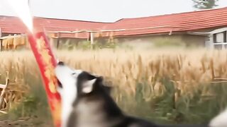 If a Dog Were a Firecracker Expert This Is What It Would Be Like