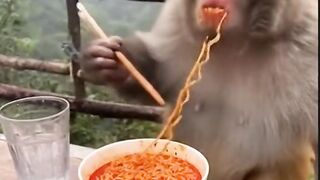 When a Monkey Tries Spicy Noodles His Expression Is So Insufferable!