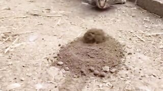 This Creature Appears From the Ground. The Cat  Chickens Reaction Will Make You Laugh!