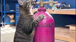 Dont disturb me, Im working!  Mechanical Cat Mode ON