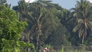 Rice fields in Bali