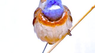 Singing birds very beautiful