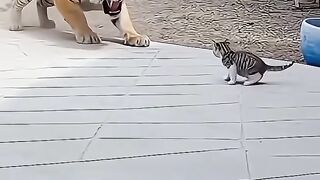 From Fear to Friendship-The tiger roared fiercely