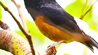 Singing birds loud voice