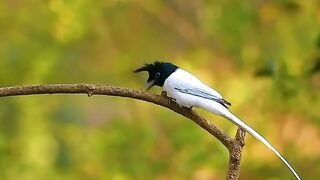 Burung yang Sangat Eksotis
