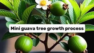 Mini Guava Tree Growth Process