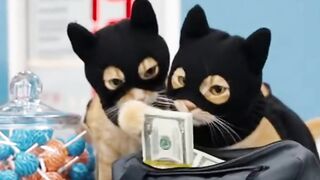 Two Cat Bank Robbers Caught Carrying Cash!