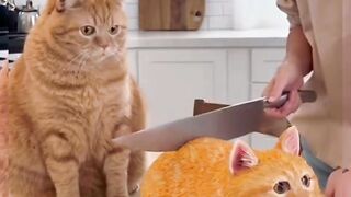Cat reaction