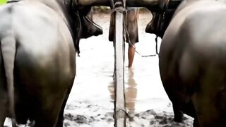 a farmer is plowing a rice field with two buffaloes