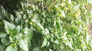 Rain storm in my village