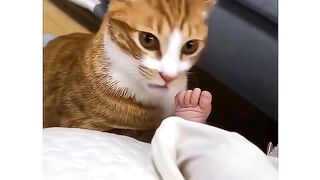 Adorable Cat Reactions to Seeing a Baby for the First Time!