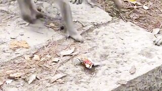 monkey