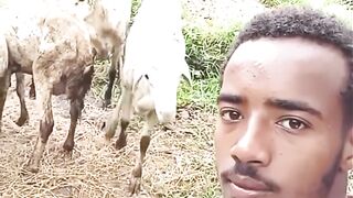 Funny videos goat