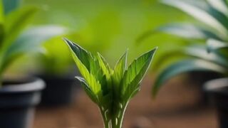 Tomato Growth Process