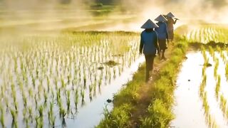 Going to the rice fields