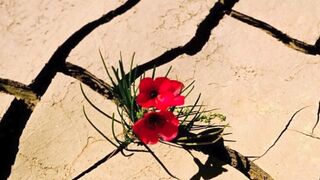 A very moving story that will make you cry